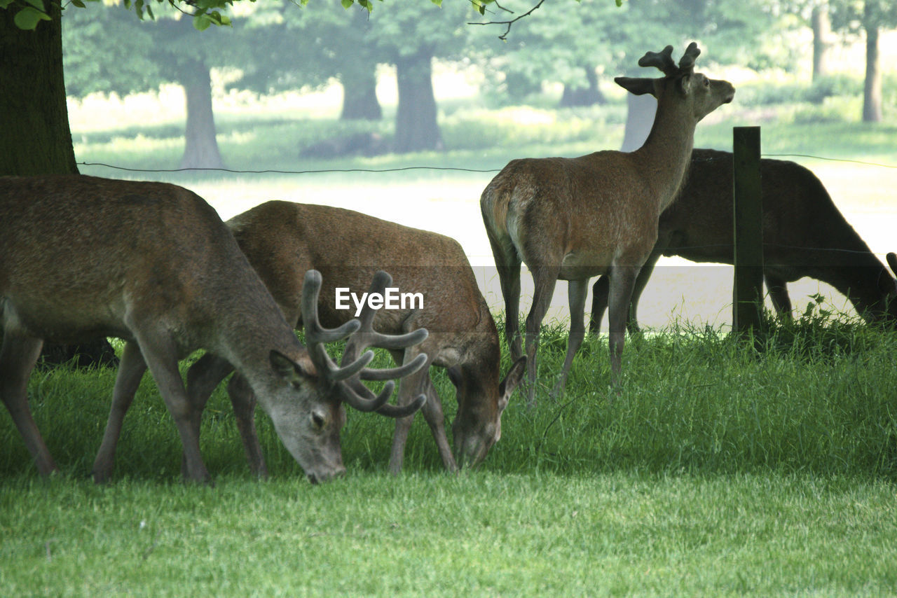 Deer grazing in a field