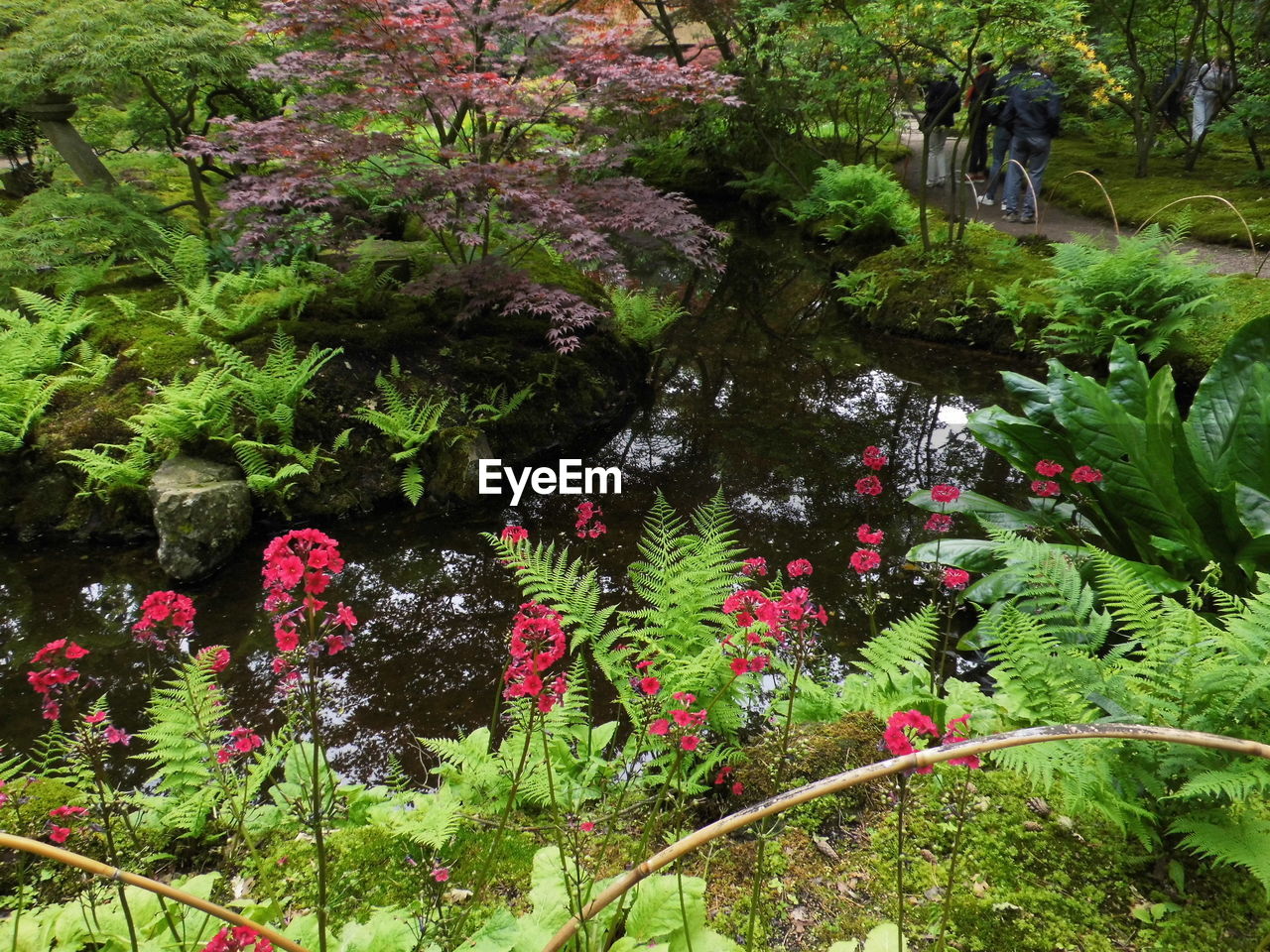 PINK FLOWERING PLANT IN POND