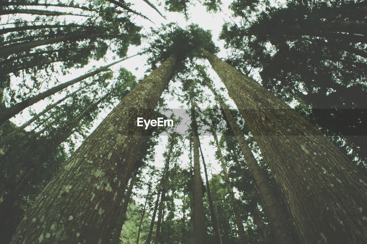 Low angle view of trees in forest