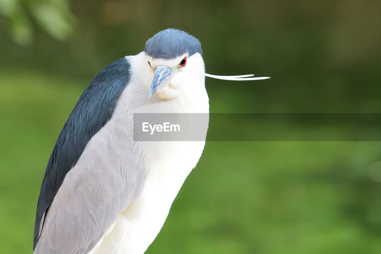 Black crowned night heron 