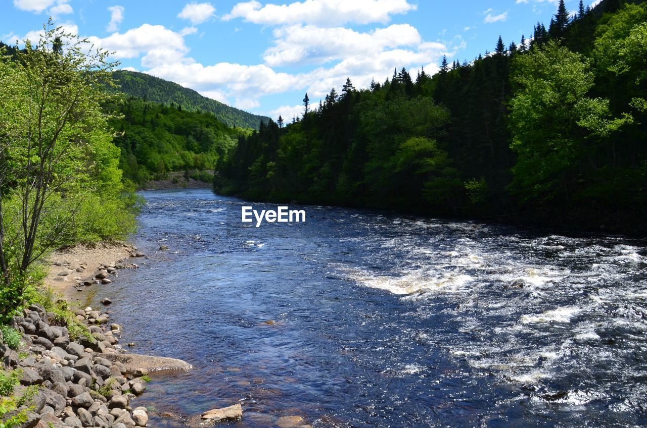 Scenic view of river amidst trees against sky