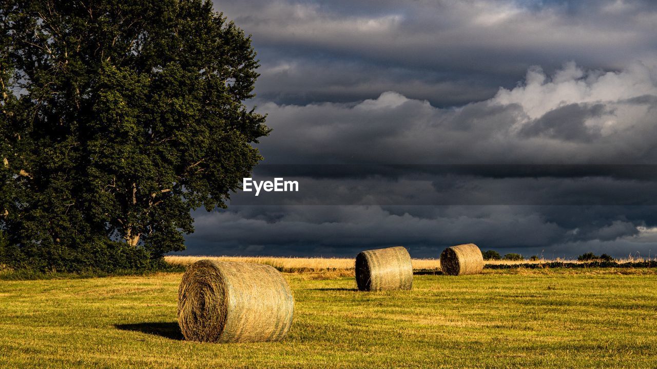 HAY BALES ON FIELD