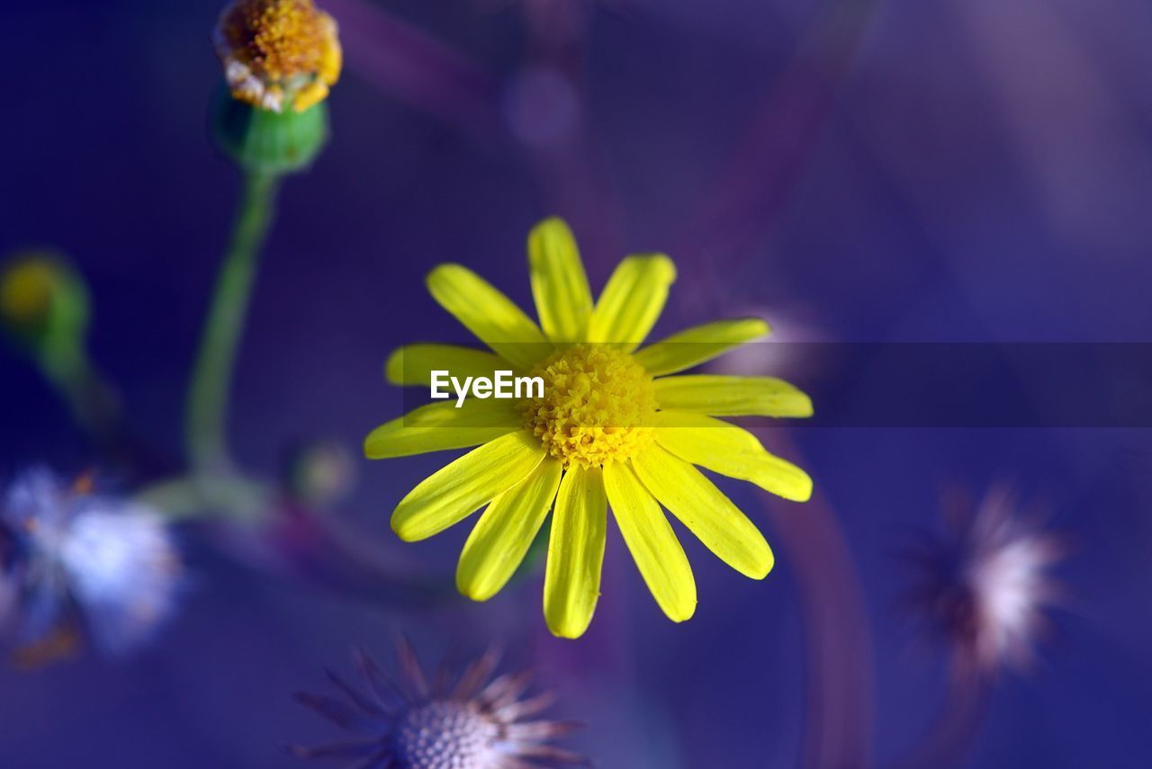 CLOSE-UP OF YELLOW FLOWER ON PLANT