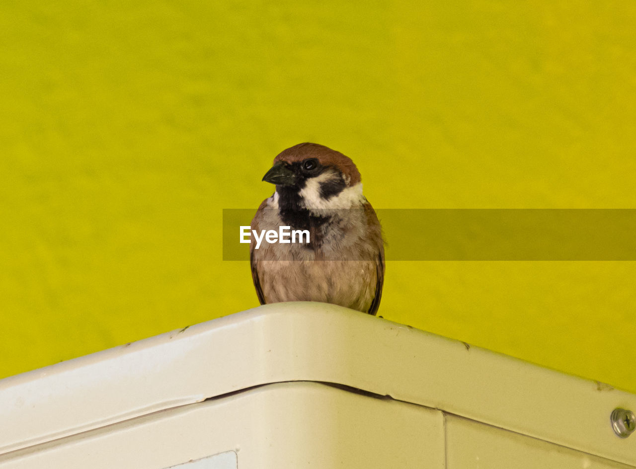 PORTRAIT OF BIRD PERCHING ON WALL