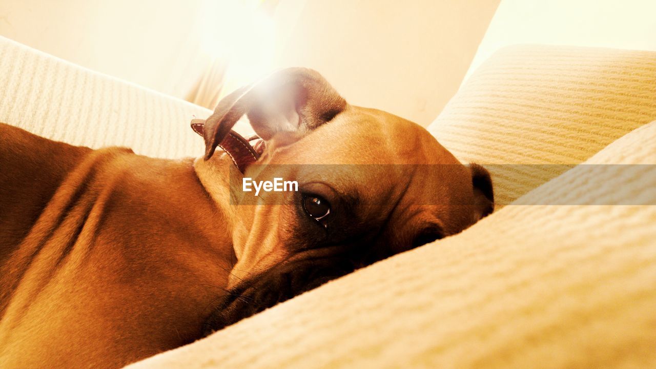 DOG RELAXING ON SOFA