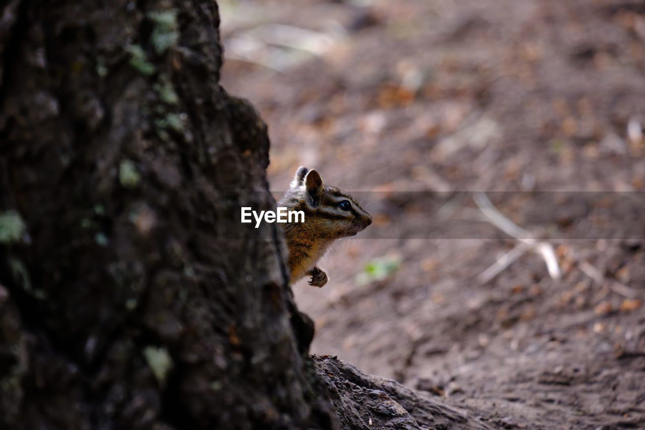 Close-up of chipmunk on tree trunk