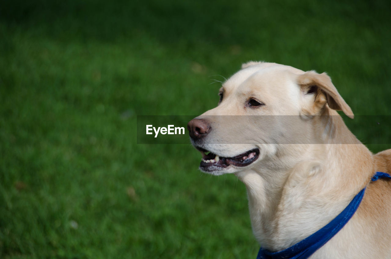 Close-up of dog looking away on field