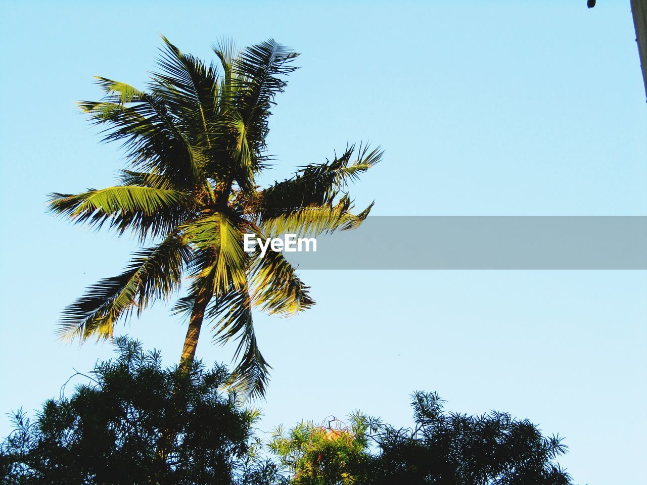 LOW ANGLE VIEW OF PALM TREE AGAINST SKY