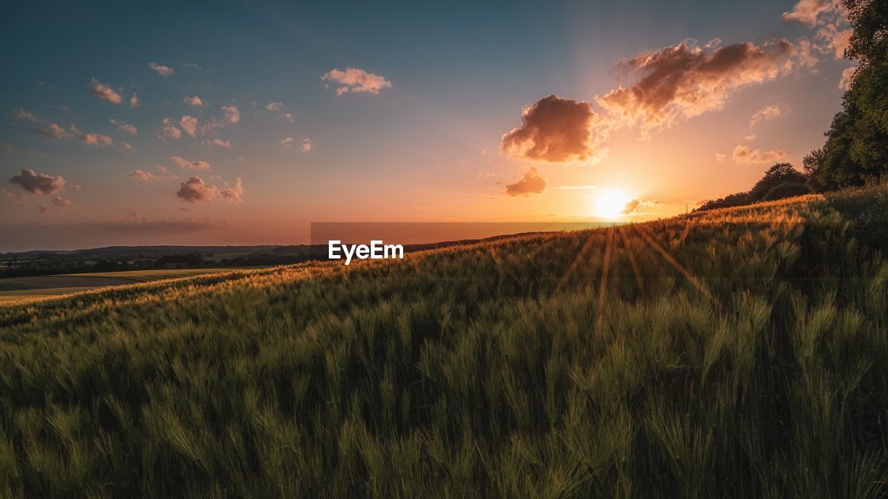 landscape, sky, environment, land, sunset, plant, field, nature, horizon, agriculture, cloud, rural scene, beauty in nature, crop, cereal plant, scenics - nature, sun, sunlight, summer, dawn, barley, grass, gold, twilight, evening, no people, sunbeam, tranquility, outdoors, tree, panoramic, blue, growth, food, multi colored, back lit, red, meadow, lens flare, plain, dramatic sky, urban skyline, farm, horizon over land, tranquil scene, idyllic, environmental conservation, travel, social issues, food and drink, light - natural phenomenon, vibrant color, cloudscape, freshness, non-urban scene, yellow, wheat, backgrounds, travel destinations, forest, abundance, hill, water, hordeum