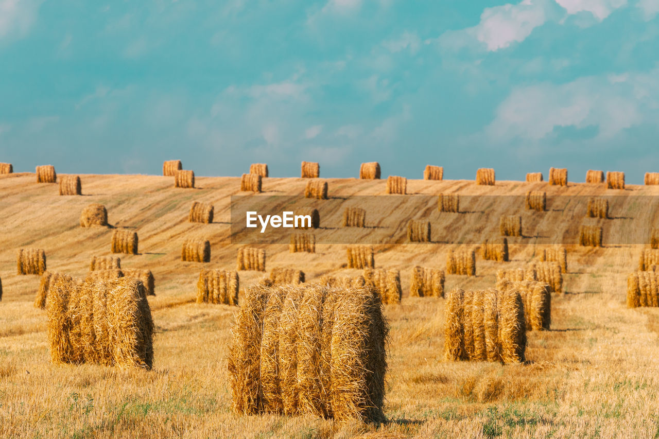 HAY BALES ON FIELD AGAINST THE SKY