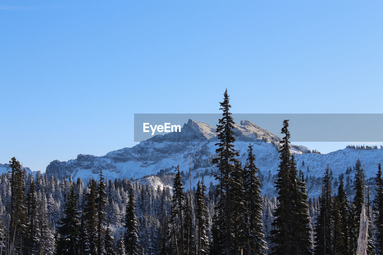 Pine trees on snowcapped mountains against clear blue sky