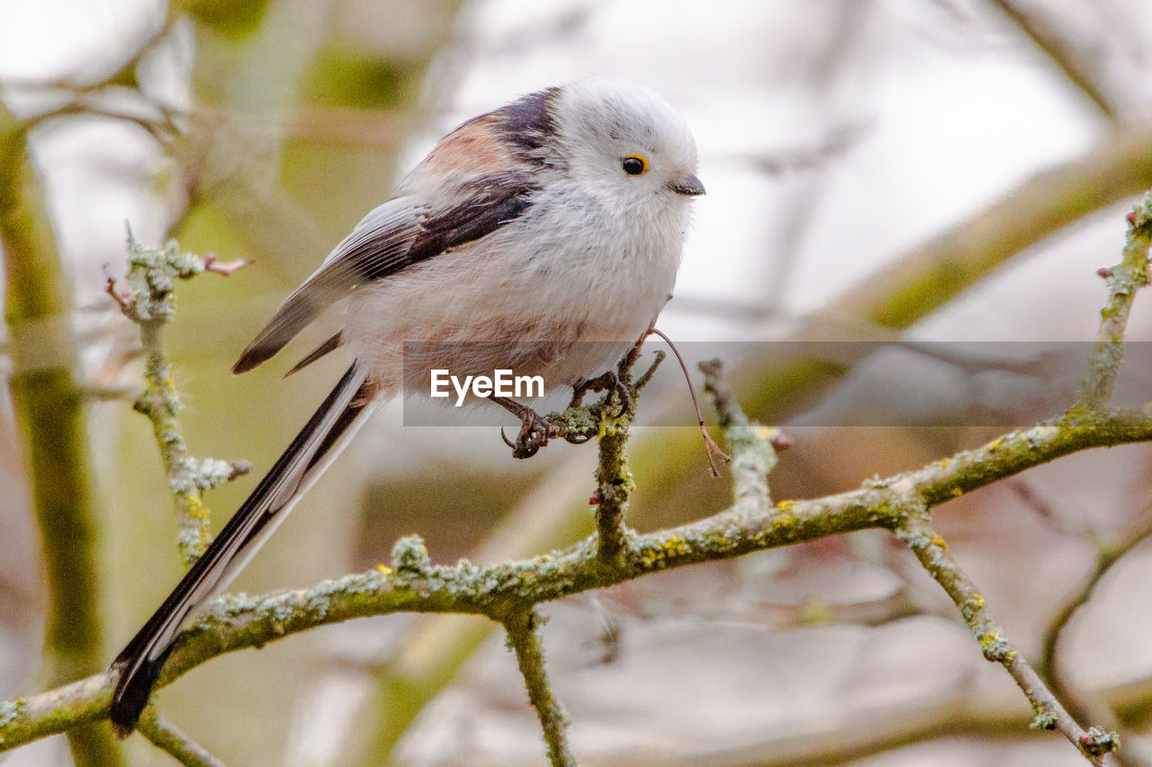 CLOSE-UP OF BIRD PERCHING ON A BRANCH