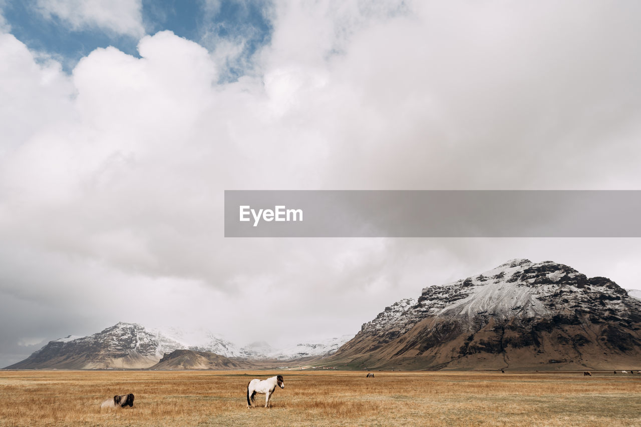 VIEW OF A HORSE ON A MOUNTAIN