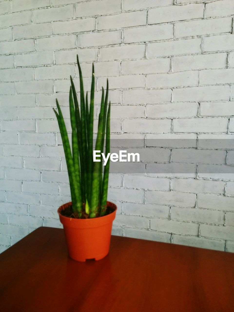 Potted plant on table against brick wall