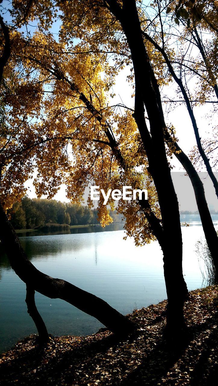 Tree growing by calm lake against sky during autumn