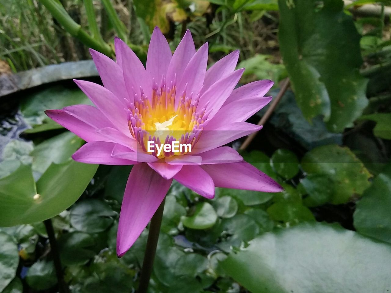 CLOSE-UP OF PINK LOTUS WATER LILY