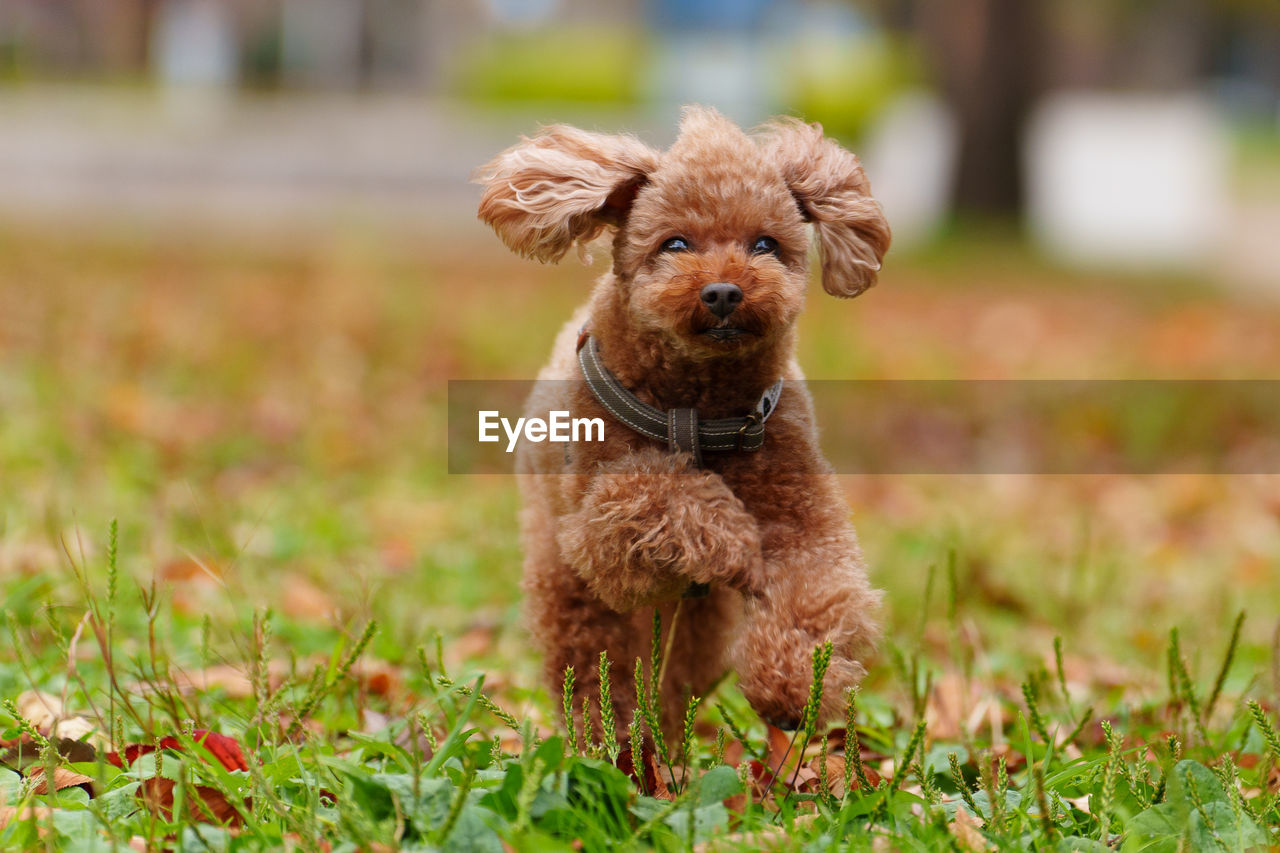 dog, canine, animal themes, mammal, pet, one animal, domestic animals, animal, grass, plant, lap dog, cute, portrait, brown, puppy, no people, nature, young animal, carnivore, poodle, looking at camera, field, sitting, purebred dog, day, outdoors