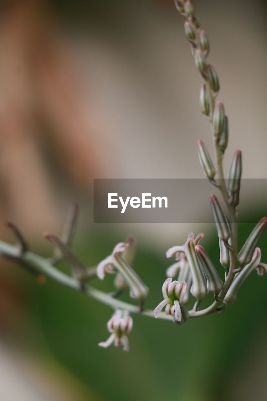 CLOSE-UP OF FLOWERING PLANTS