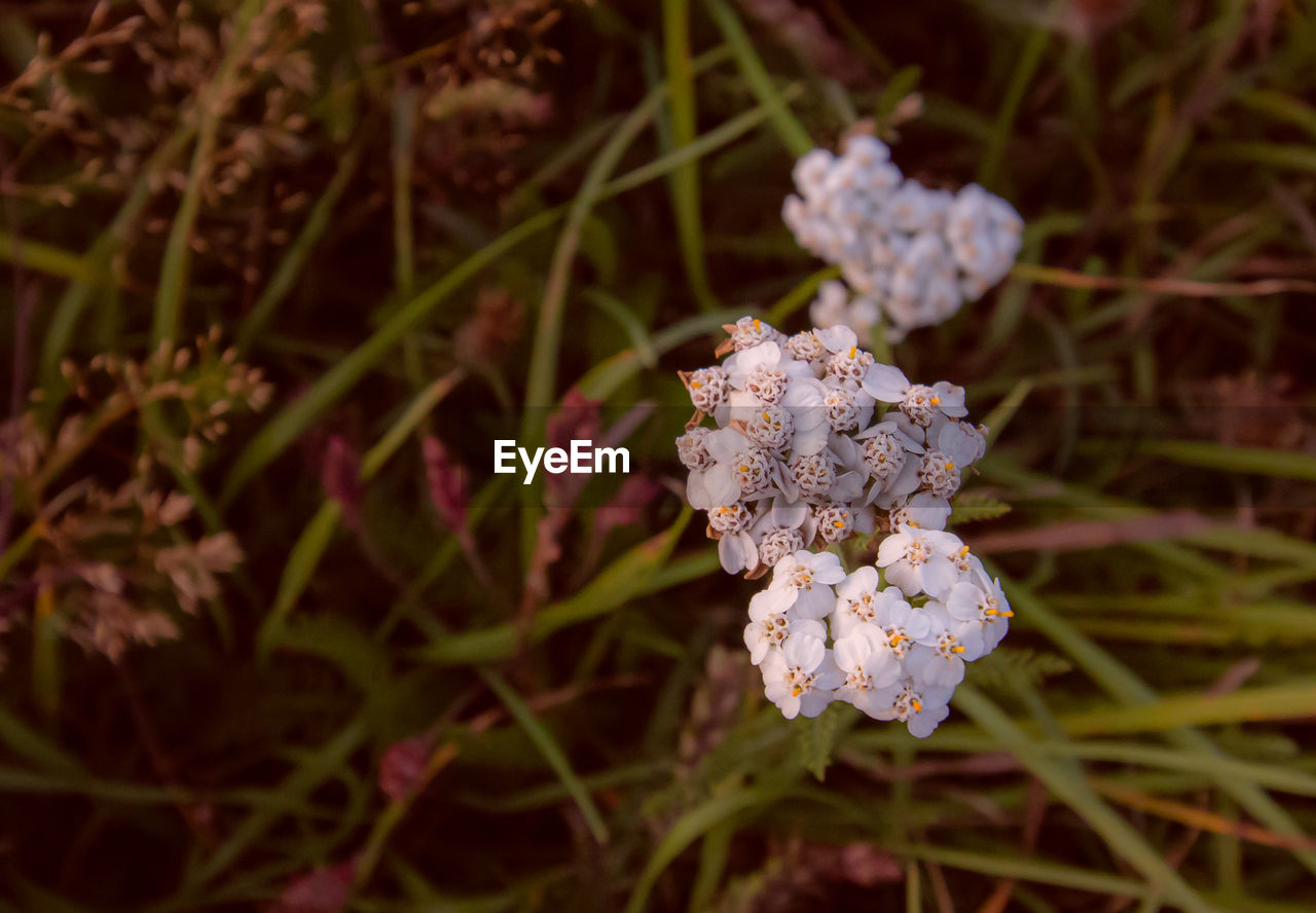 Close-up of flowering plant on field