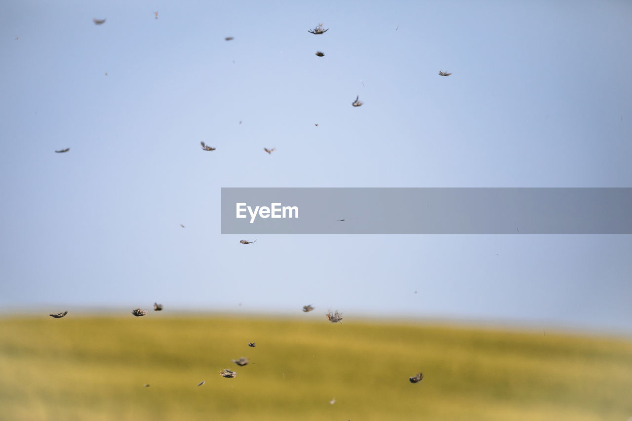 FLOCK OF BIRDS FLYING