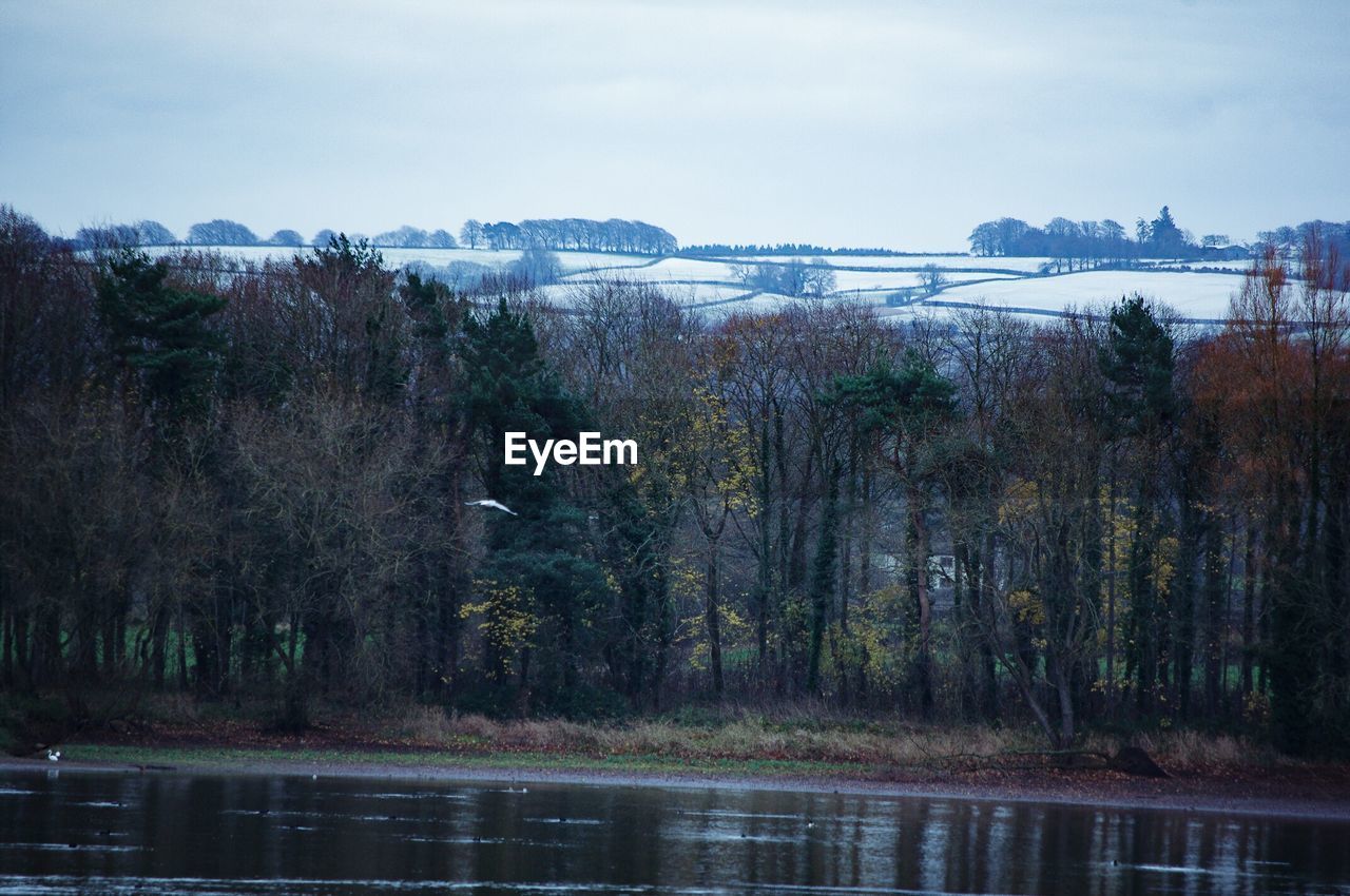 SCENIC VIEW OF LAKE AND TREES