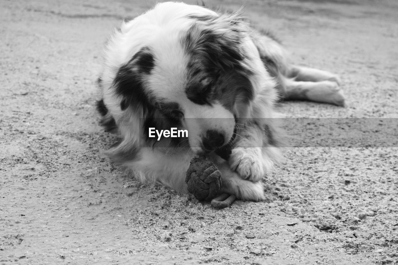 Close-up of dog lying down