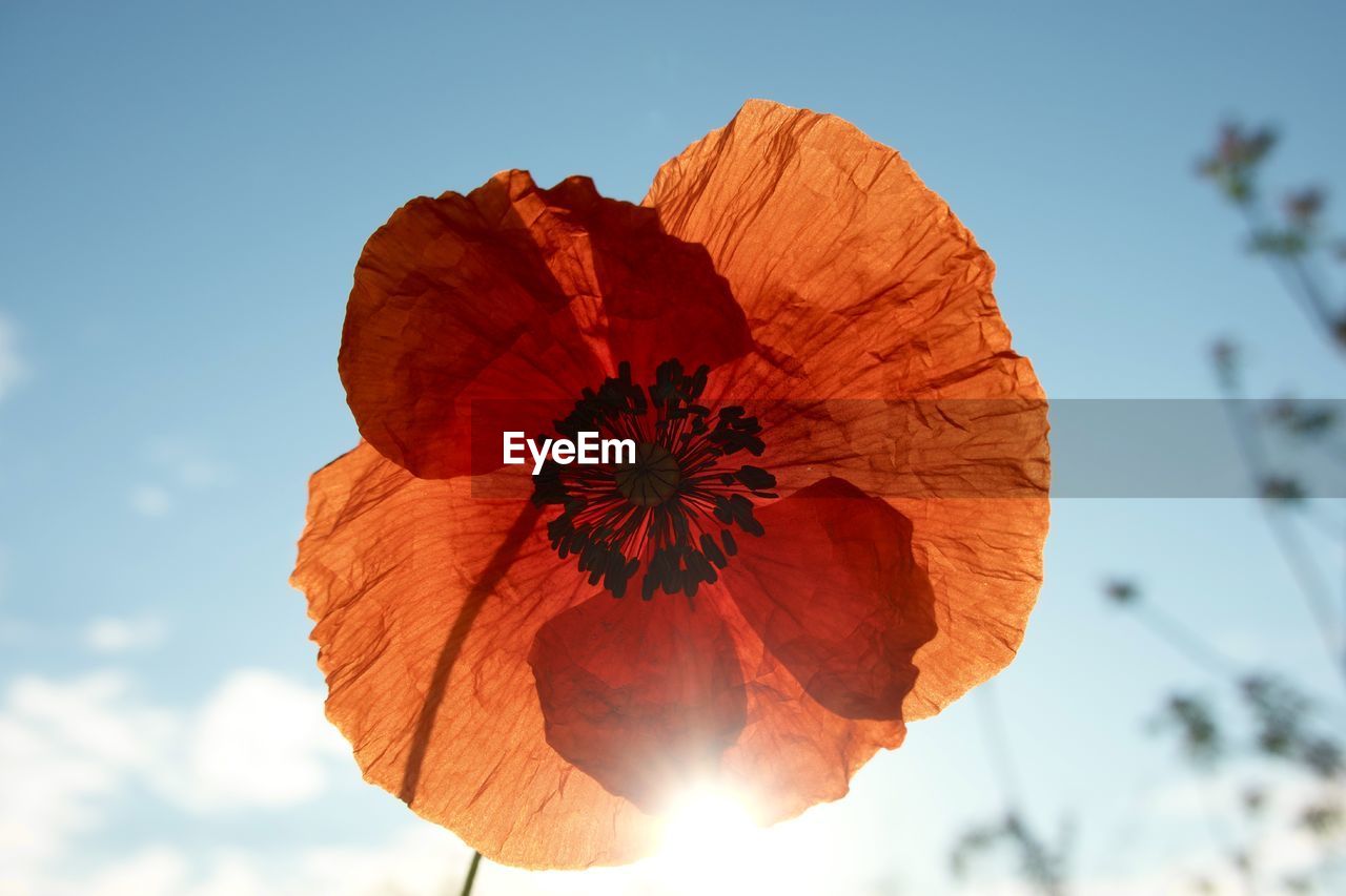 sky, flower, nature, plant, beauty in nature, sunlight, poppy, petal, flowering plant, leaf, cloud, macro photography, red, freshness, no people, outdoors, blue, close-up, flower head, sun, orange color, inflorescence, fragility, environment, yellow, low angle view, tree, back lit, sunny, summer, day, landscape, growth, focus on foreground, sunbeam, autumn, vibrant color