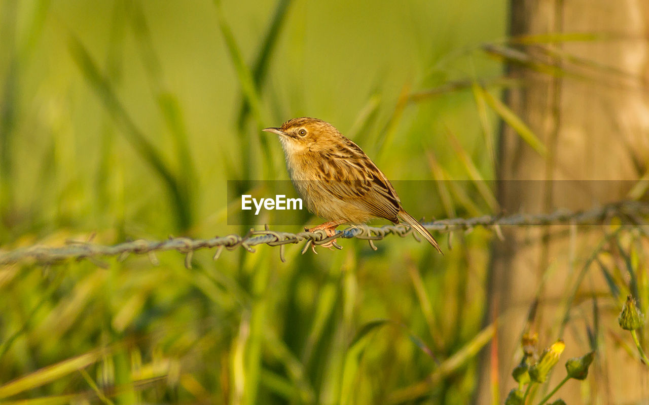 CLOSE-UP OF A BIRD PERCHING ON PLANT