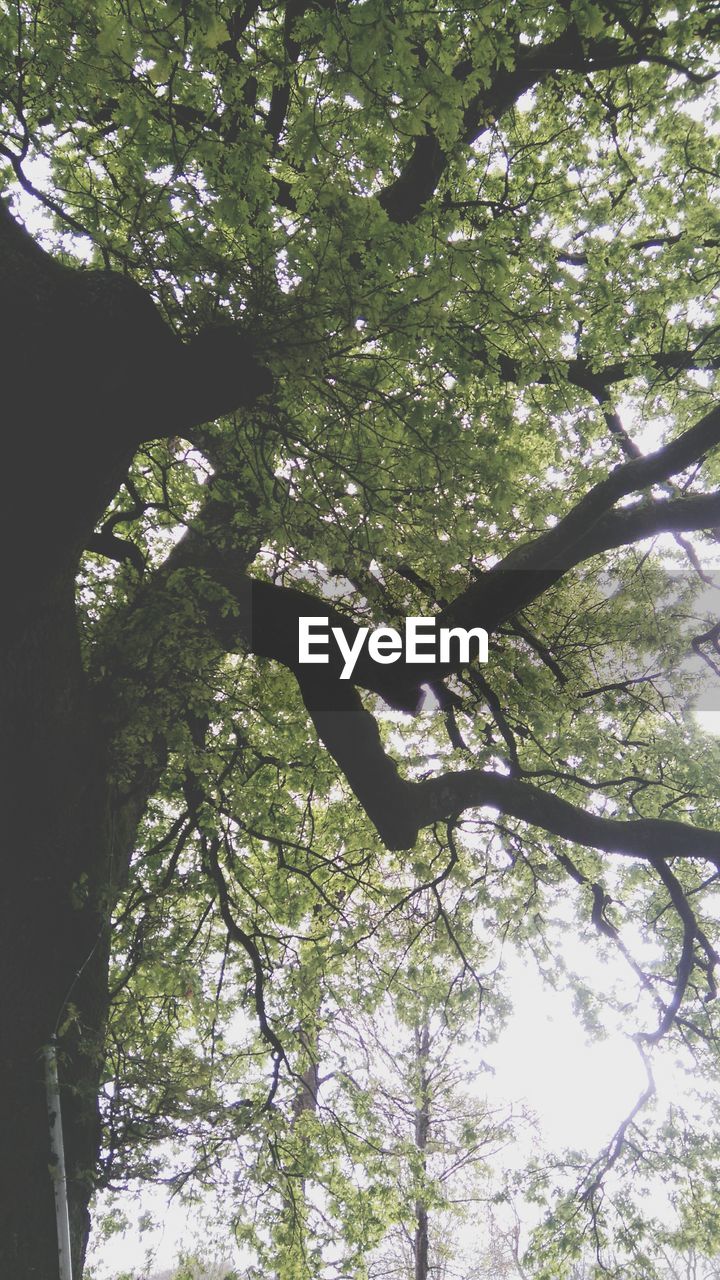 LOW ANGLE VIEW OF TREES AGAINST SKY