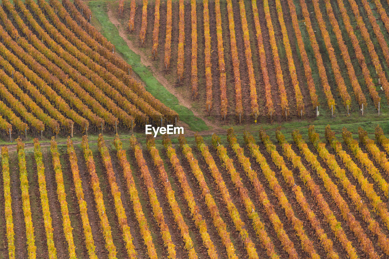 The burgundy vineyards give birth to great wines of historical and international renown.