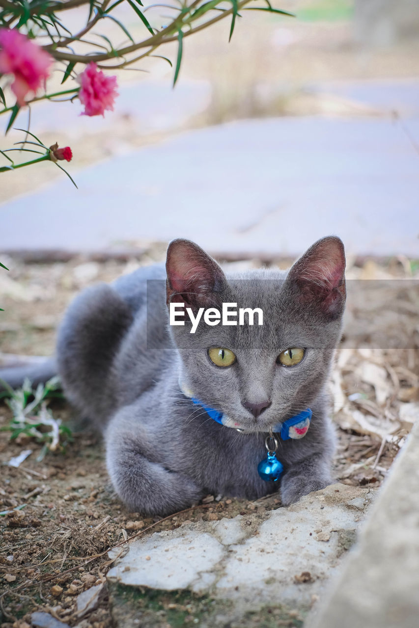 Portrait of a cat on a field