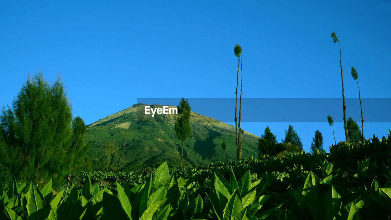 Panoramic shot of trees on field against clear blue sky