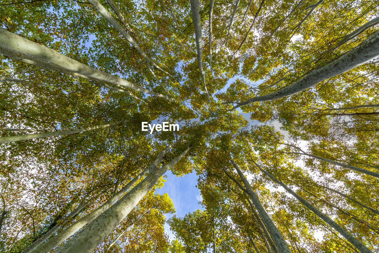 LOW ANGLE VIEW OF TREES AT FOREST