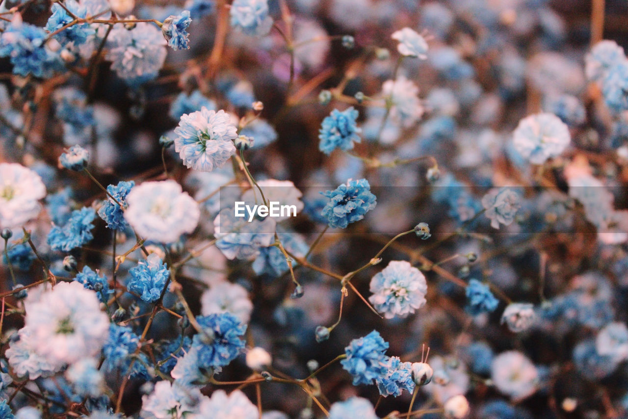 Full frame shot of flowering plant