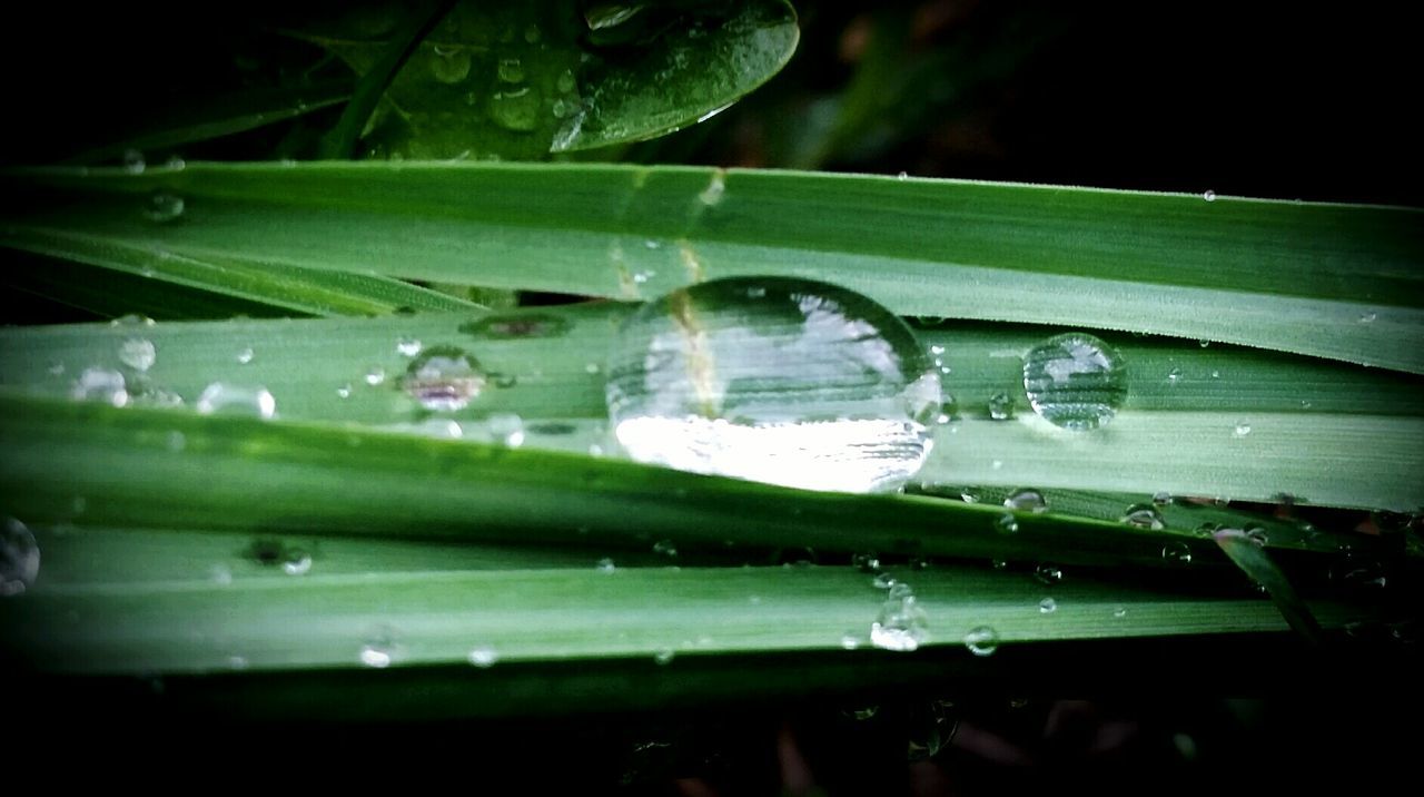 WATER DROPS ON LEAF