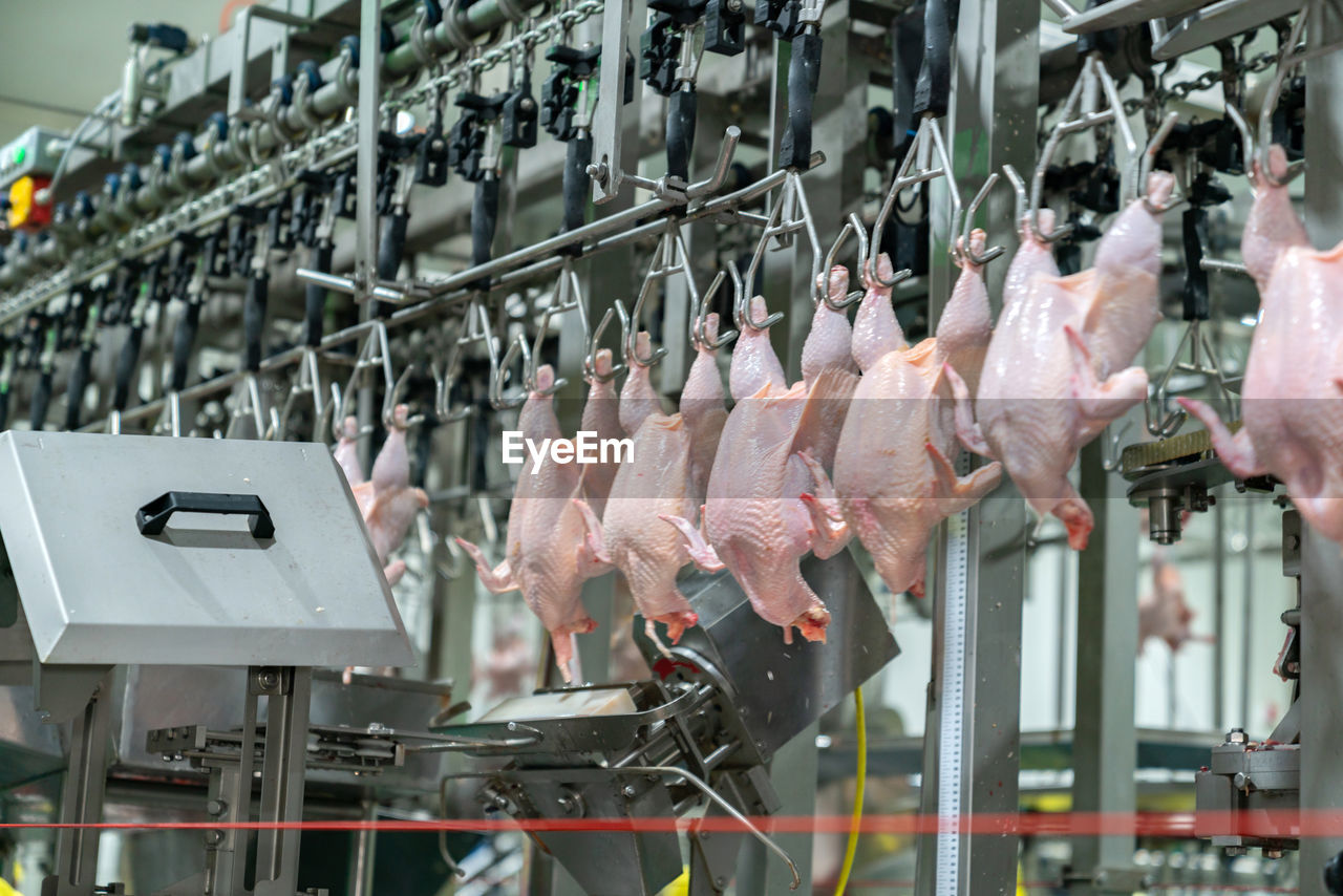 Chicken hang on chain conveyor in automated meat preparation industry