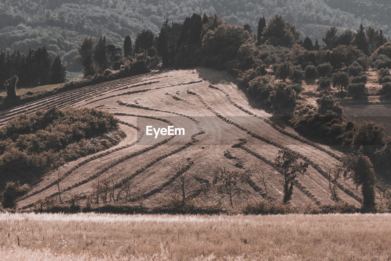 High angle view of trees on landscape