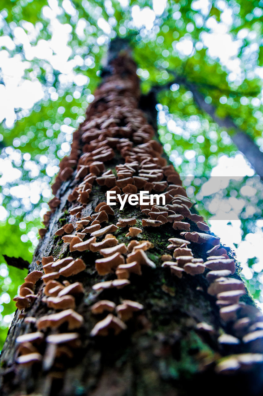 Low angle view of mushroom growing on tree trunk