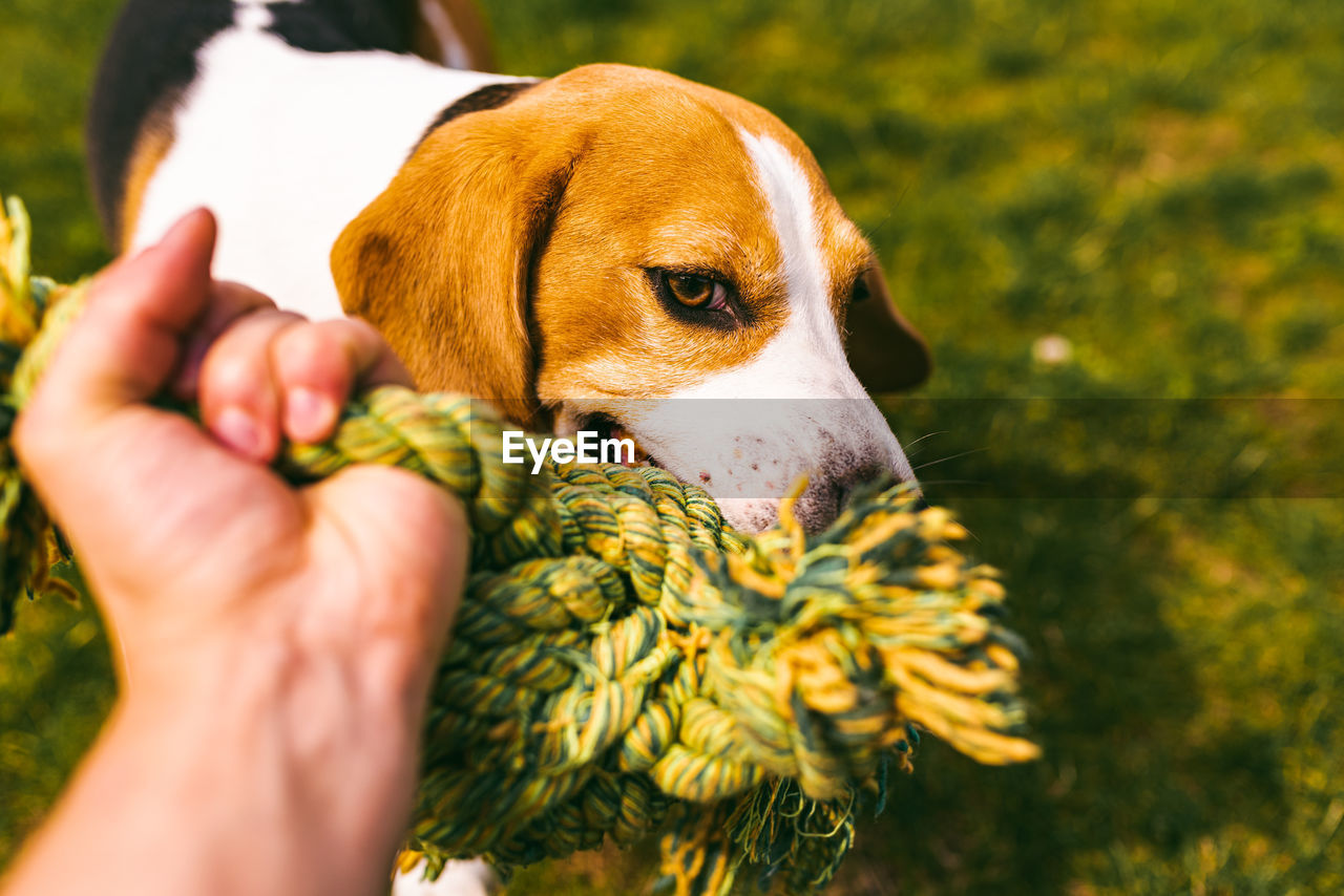 Dog beagle pulls a rope and tug-of-war game with owner. canine background.