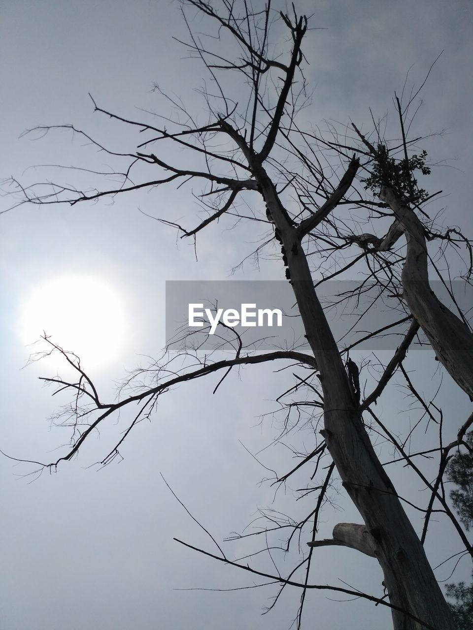 LOW ANGLE VIEW OF BRANCHES AGAINST SKY