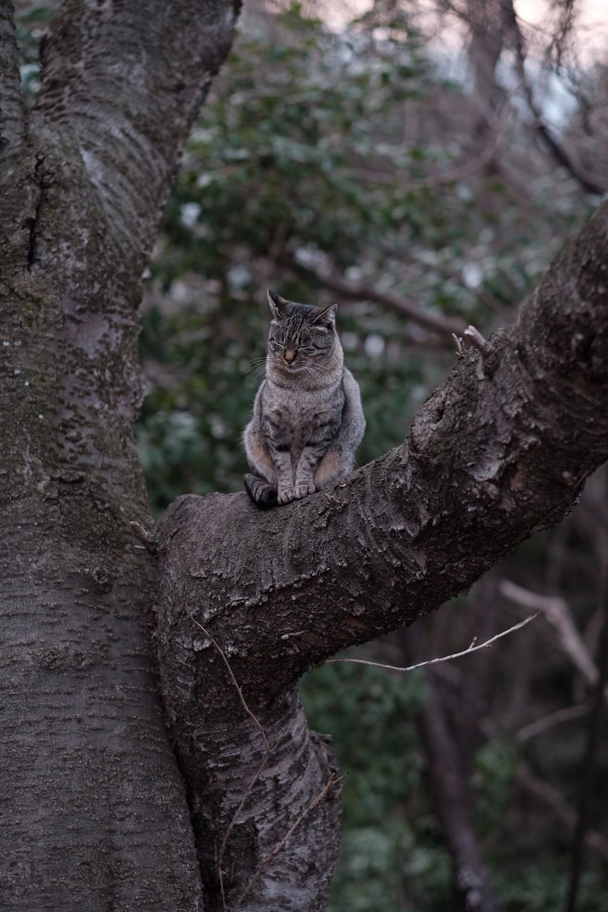 Cat sitting on tree trunk