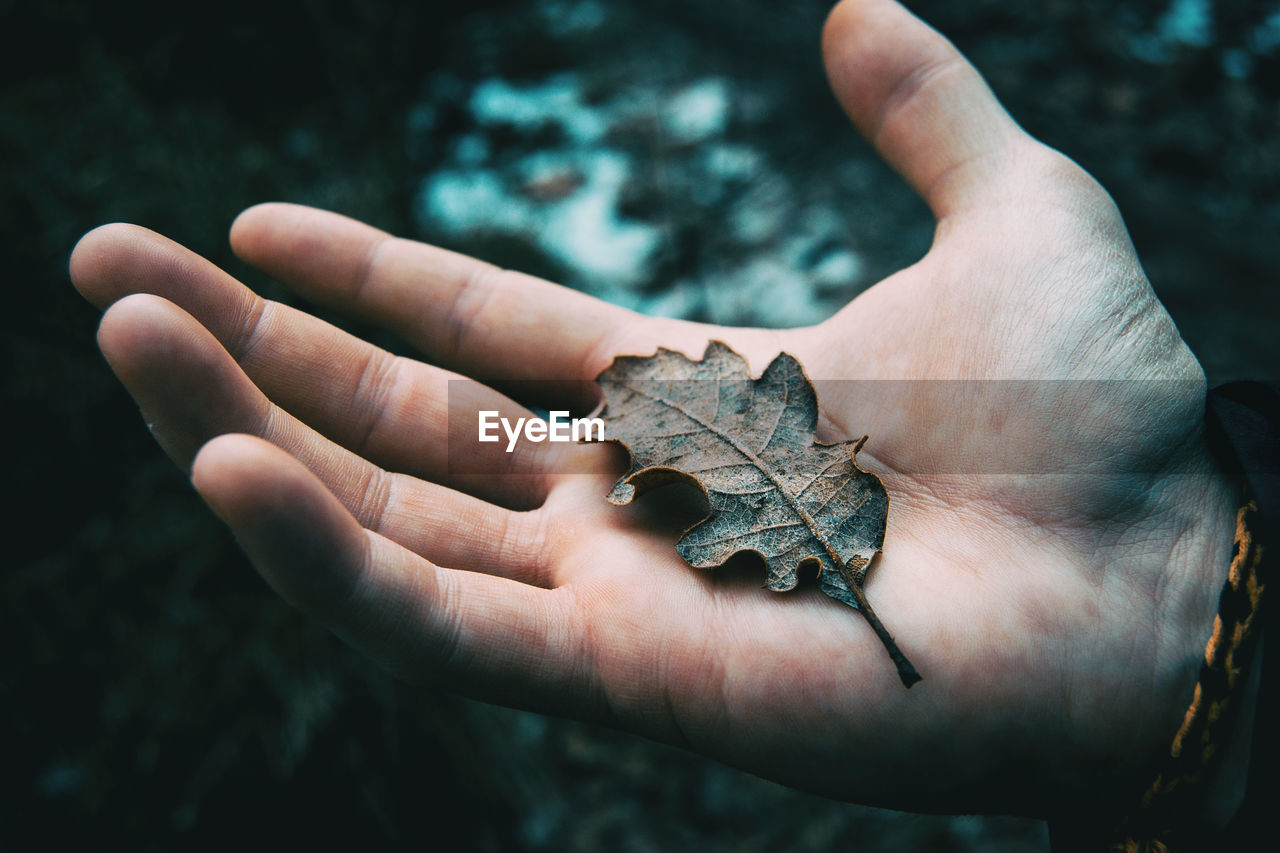 Close-up of hand holding dry leaf