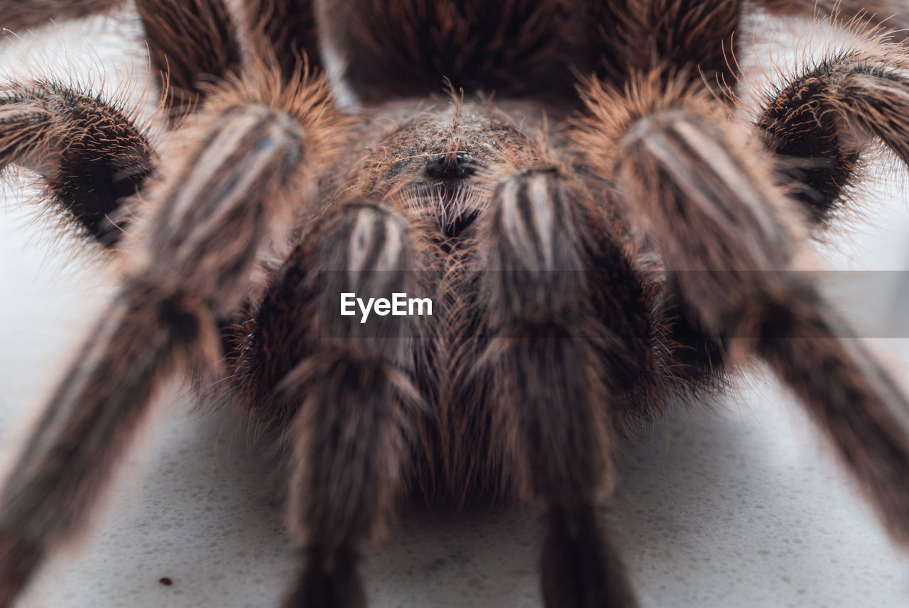 tarantula, spider, close-up, animal, macro photography, animal themes, insect, no people, arachnid, animal wildlife, one animal, animal hair