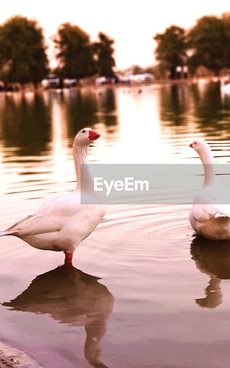 CLOSE-UP OF SWAN SWIMMING IN LAKE