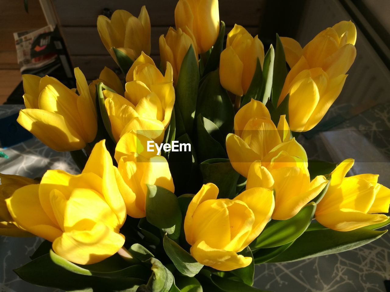 YELLOW TULIPS AT HOME