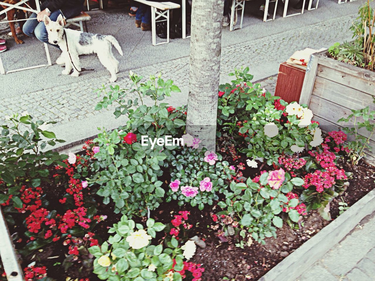 Flower bed in street