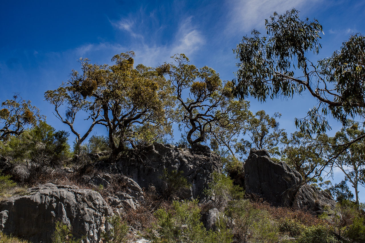 Low angle view of trees in forest against sky