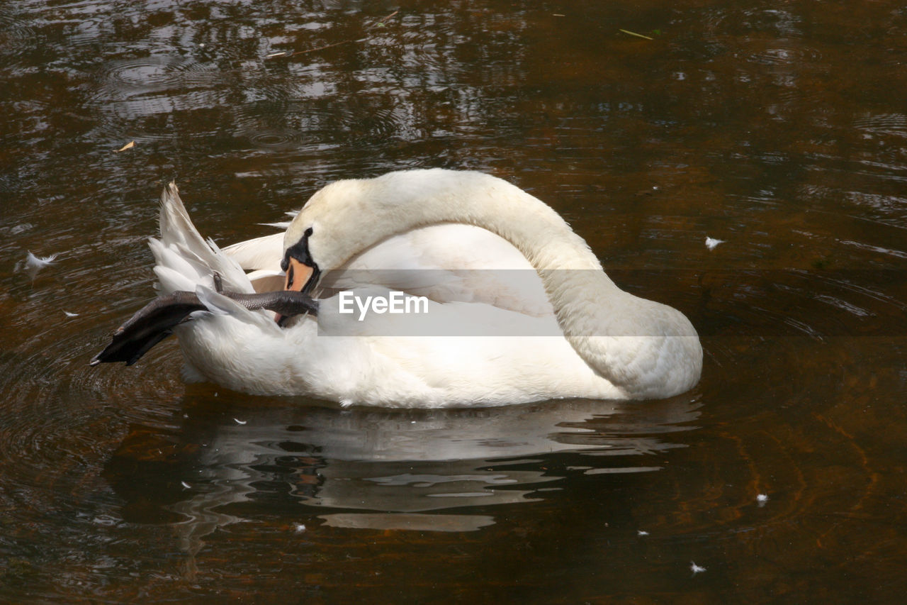 DUCKS SWIMMING IN WATER