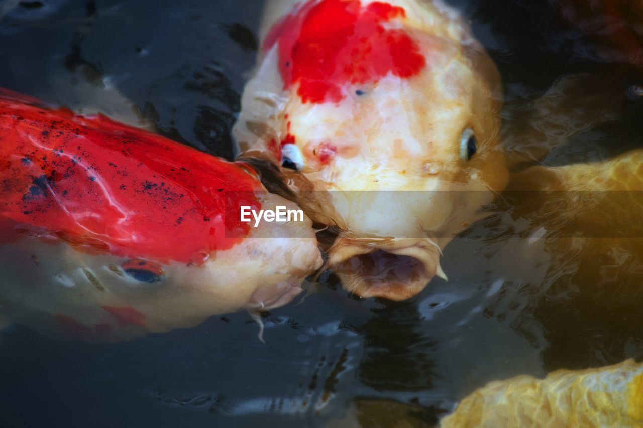 CLOSE-UP OF FISH IN WATER