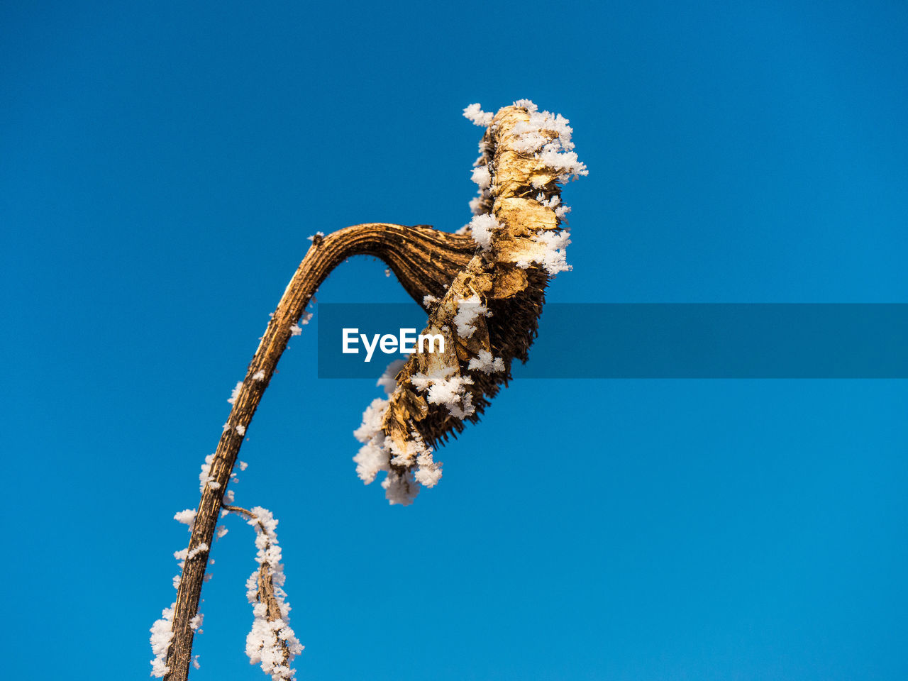 Low angle view of flower against blue sky